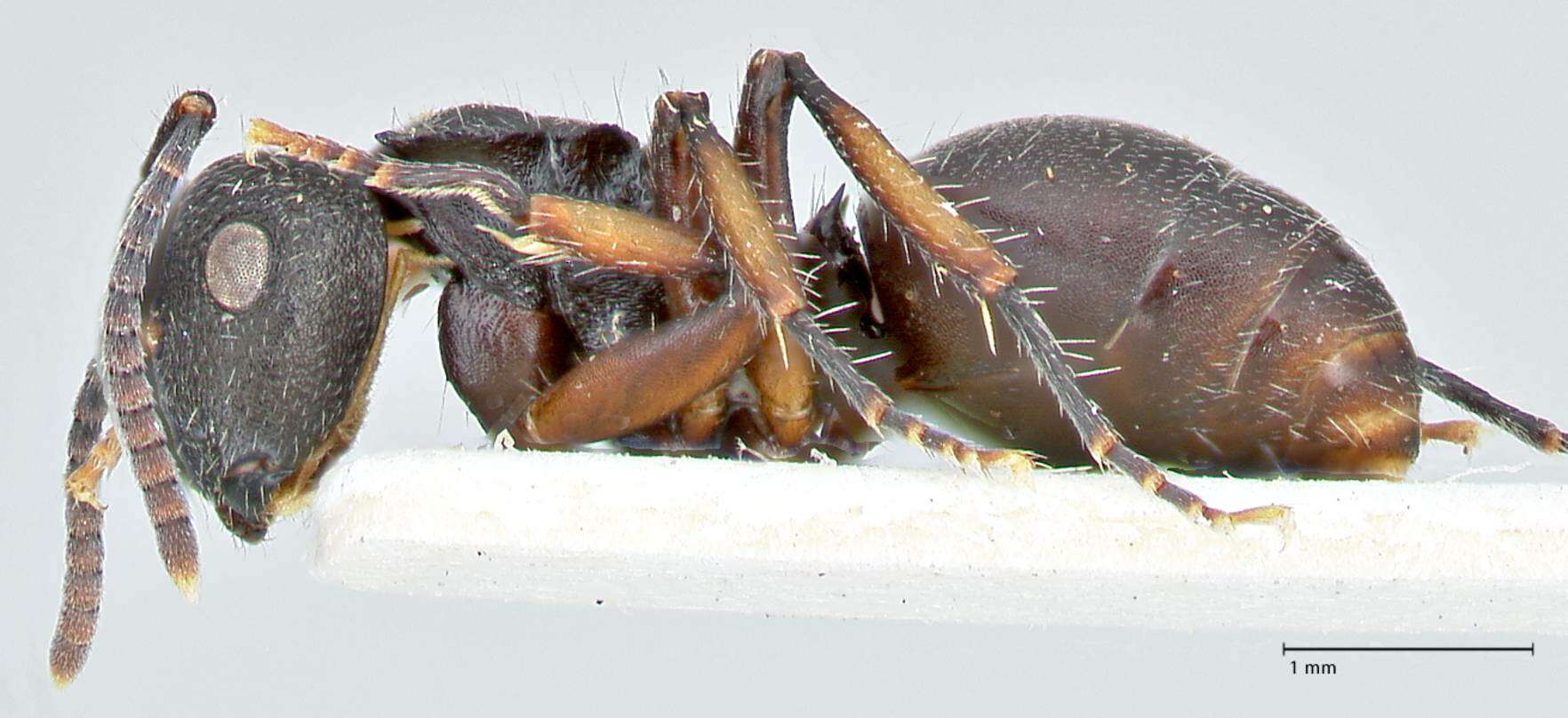 Image of Polyrhachis viscosa Smith 1858