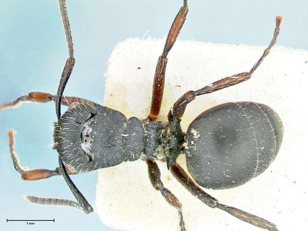 Image of Polyrhachis viscosa Smith 1858