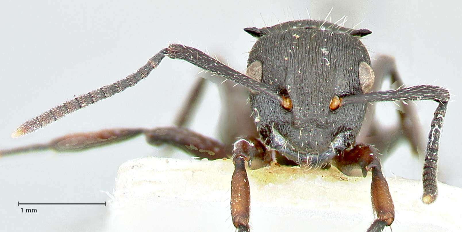 Image of Polyrhachis viscosa Smith 1858