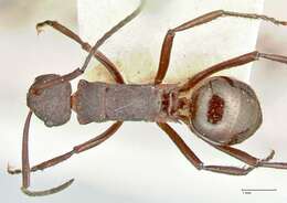 Image of Polyrhachis lachesis Forel 1897