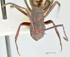 Image of Polyrhachis lachesis Forel 1897