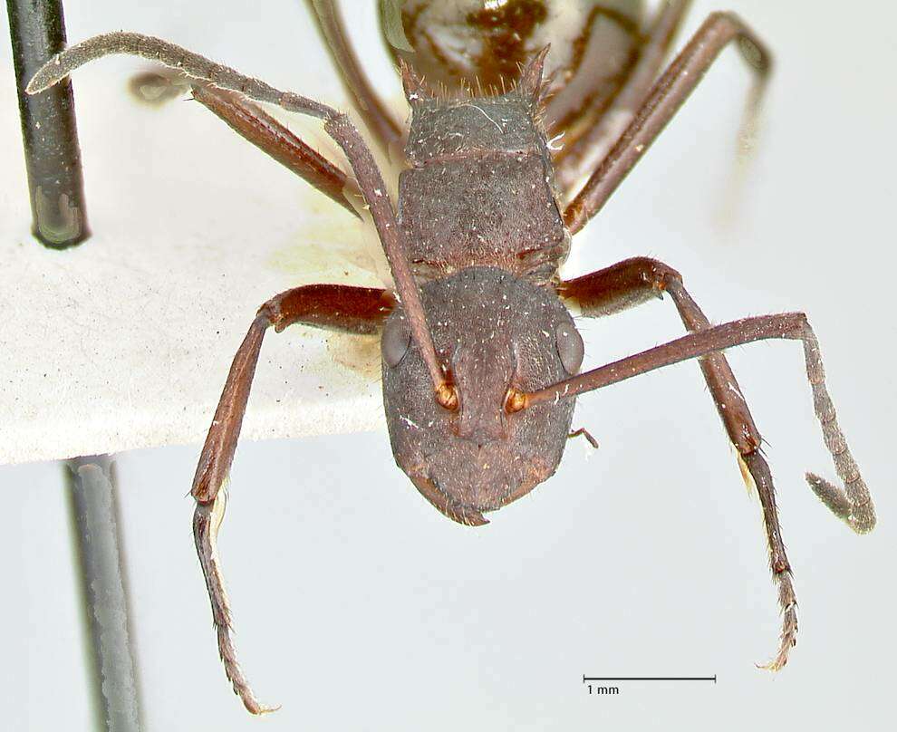 Image of Polyrhachis lachesis Forel 1897