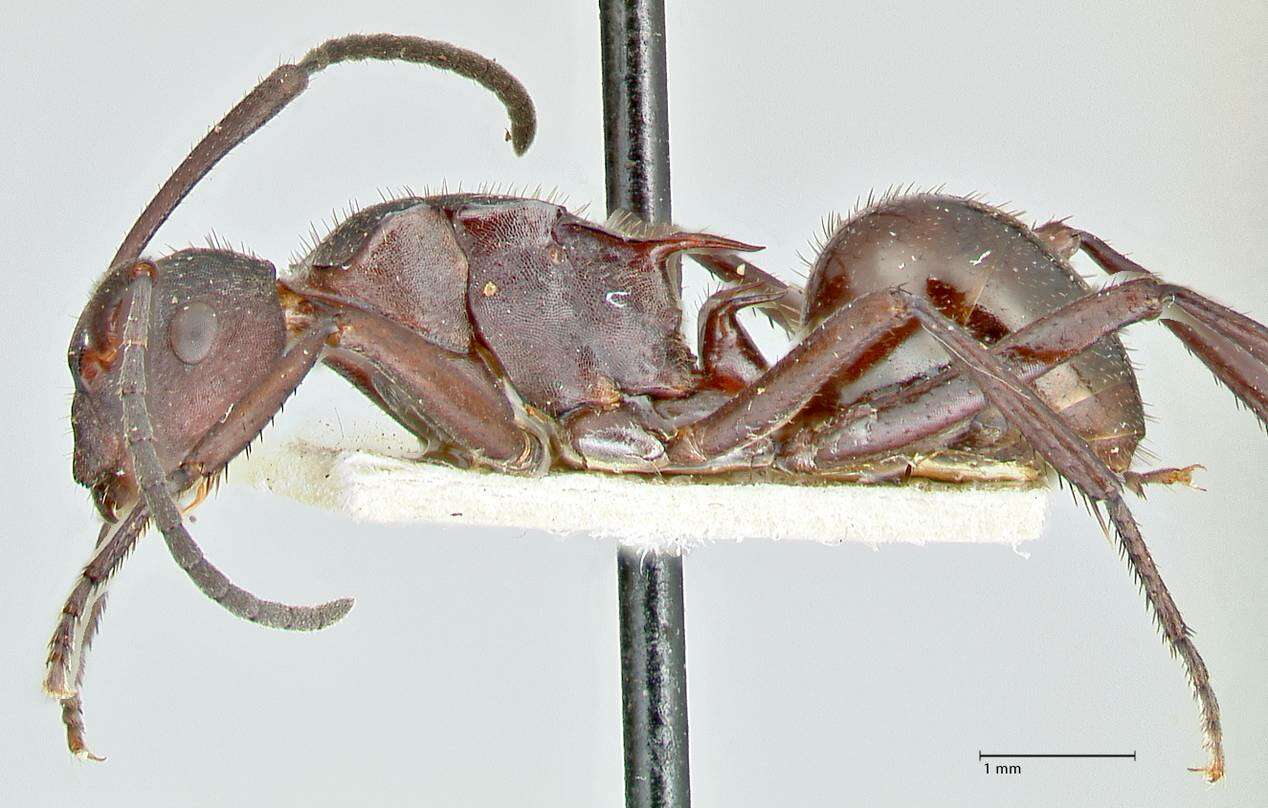 Image of Polyrhachis lachesis Forel 1897