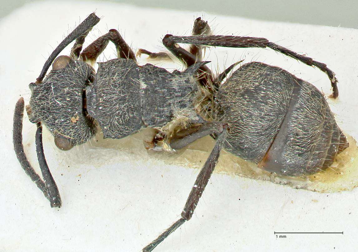 Image of Polyrhachis denselineata