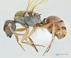 Image de Polyrhachis cyrus Forel 1901