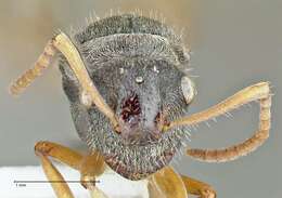 Image of Polyrhachis cyrus Forel 1901