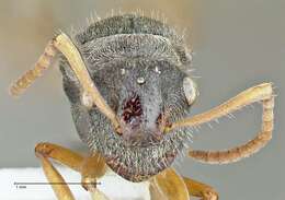 Image de Polyrhachis cyrus Forel 1901