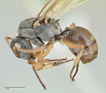 Image of Polyrhachis cyrus Forel 1901