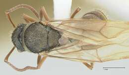 Image de Polyrhachis cyrus Forel 1901