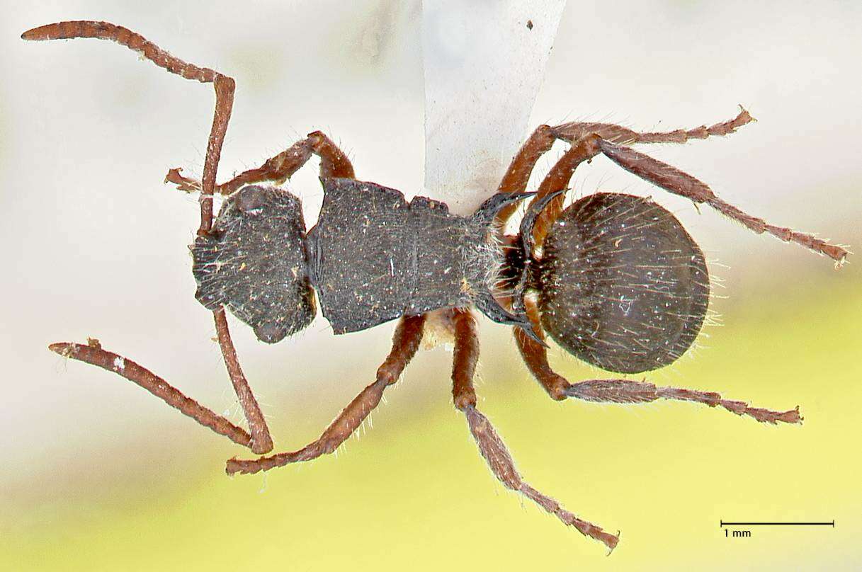 Image of Polyrhachis marginata Smith 1859