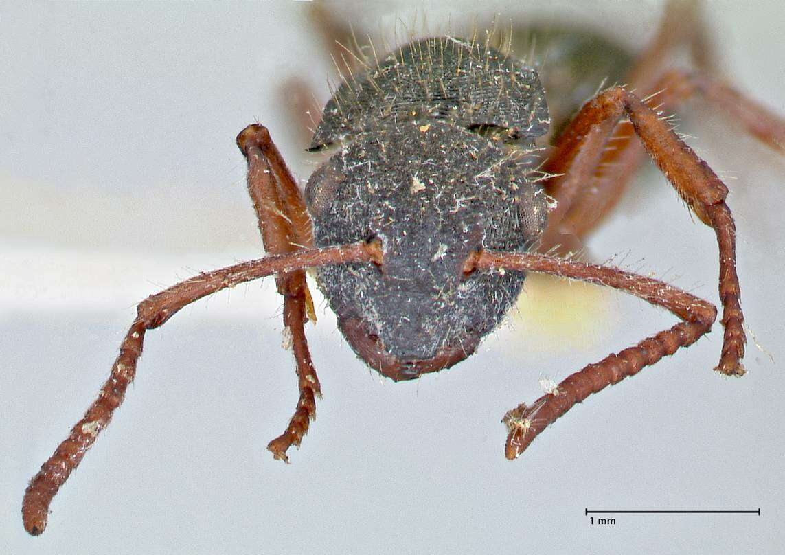 Image of Polyrhachis marginata Smith 1859