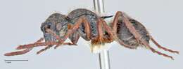 Image of Polyrhachis marginata Smith 1859