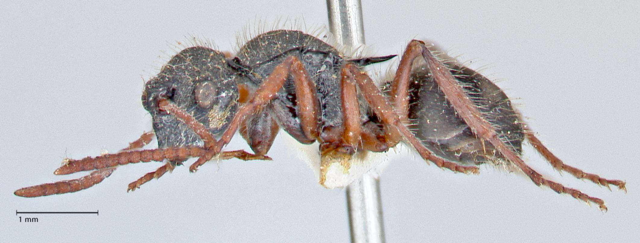 Image of Polyrhachis marginata Smith 1859