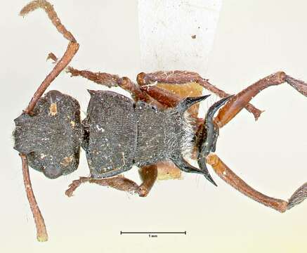 Image of Polyrhachis marginata Smith 1859