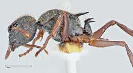 Image of Polyrhachis marginata Smith 1859