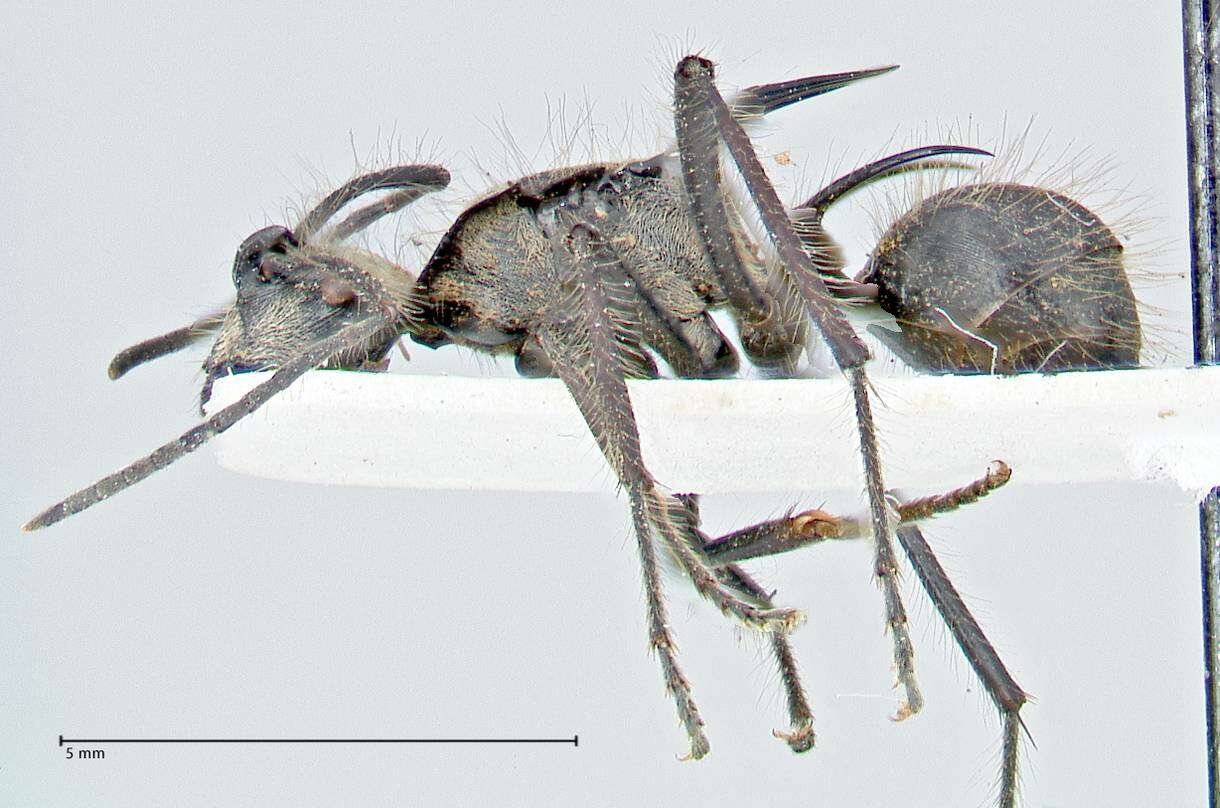 Image de Polyrhachis caulomma Viehmeyer 1914