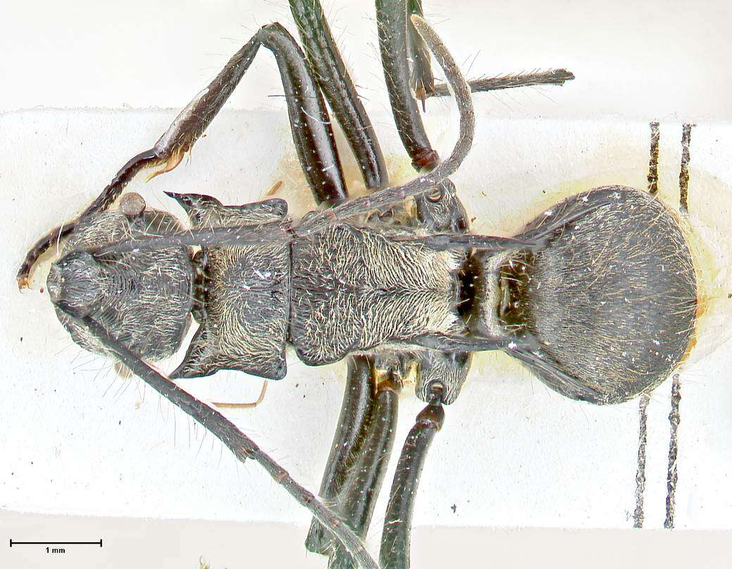 Image of Polyrhachis caulomma Viehmeyer 1914