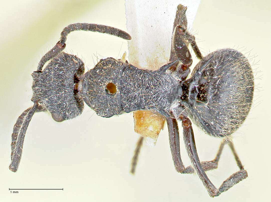 Plancia ëd Polyrhachis arcuata (Le Guillou 1842)