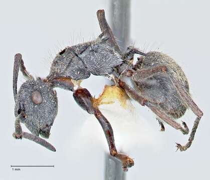 Plancia ëd Polyrhachis arcuata (Le Guillou 1842)