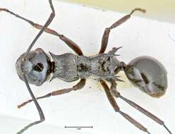 Image of Polyrhachis tersa