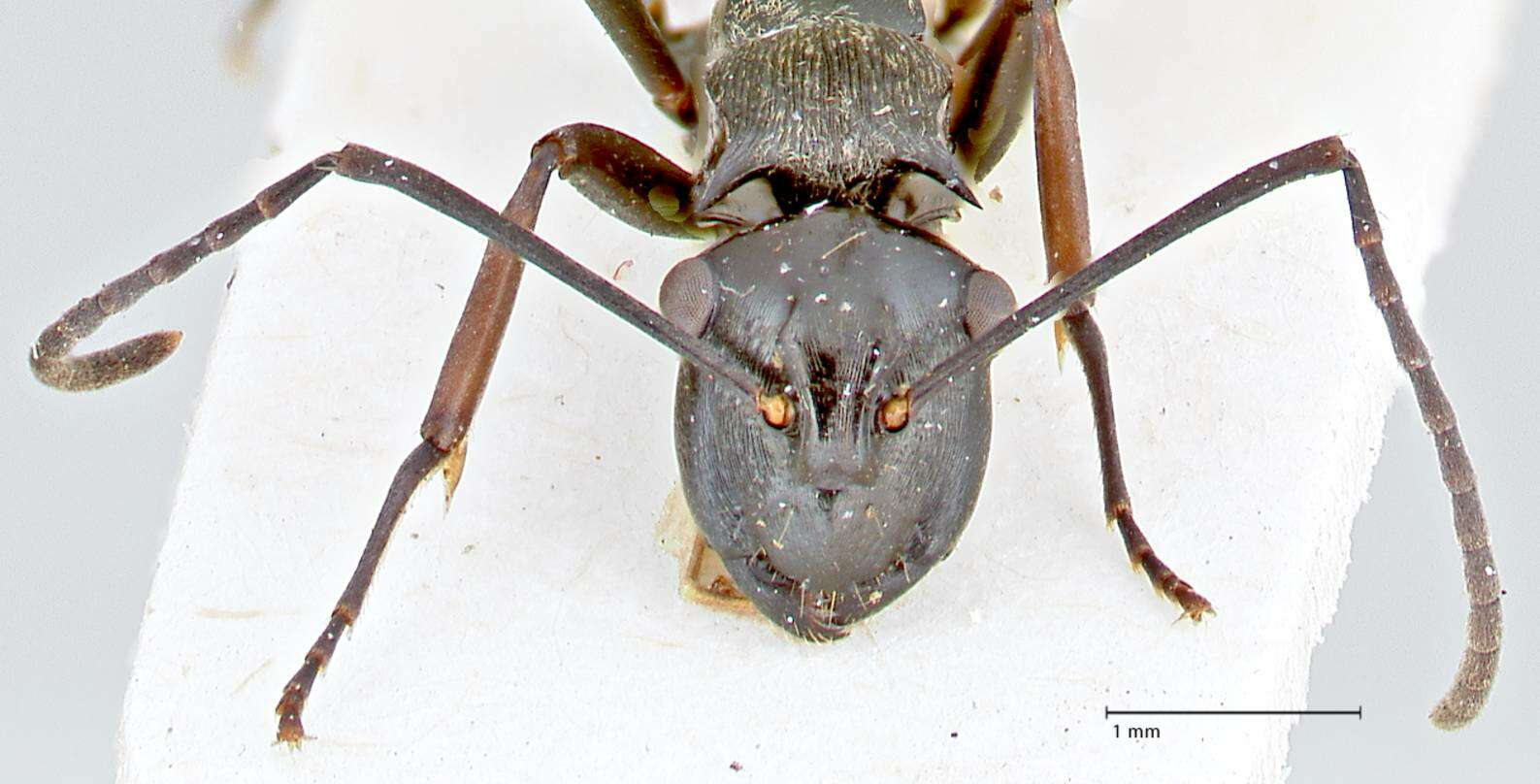 Image of Polyrhachis tersa