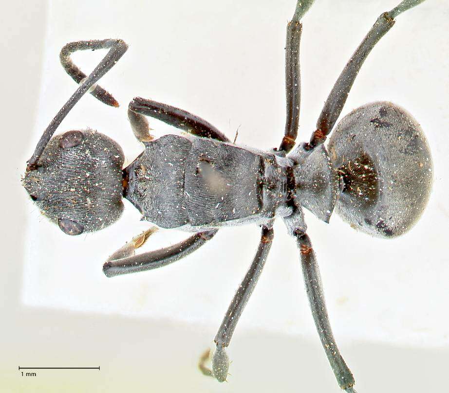 Image de Polyrhachis carbonaria Smith 1857