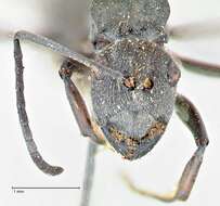 Image de Polyrhachis carbonaria Smith 1857