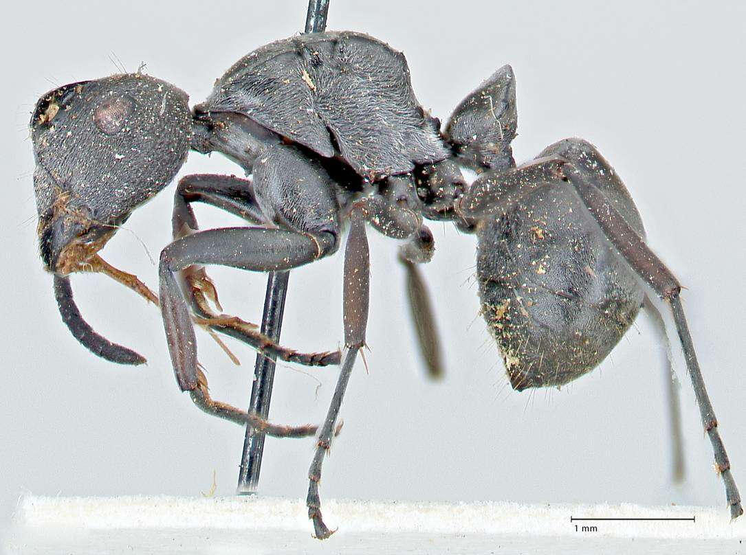 Image de Polyrhachis carbonaria Smith 1857