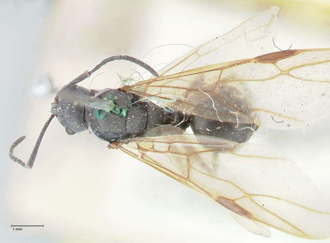 Image of Polyrhachis punctillata Roger 1863