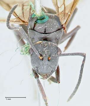 Image de Polyrhachis punctillata Roger 1863