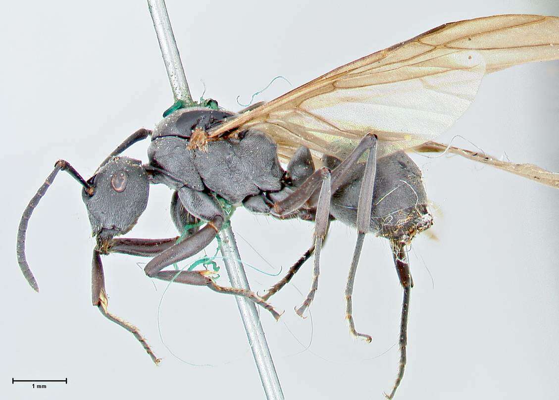 Image of Polyrhachis punctillata Roger 1863