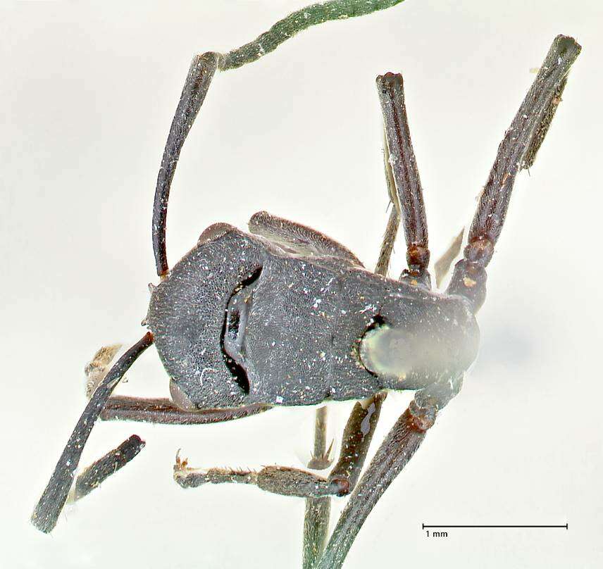 Image of Polyrhachis punctillata Roger 1863