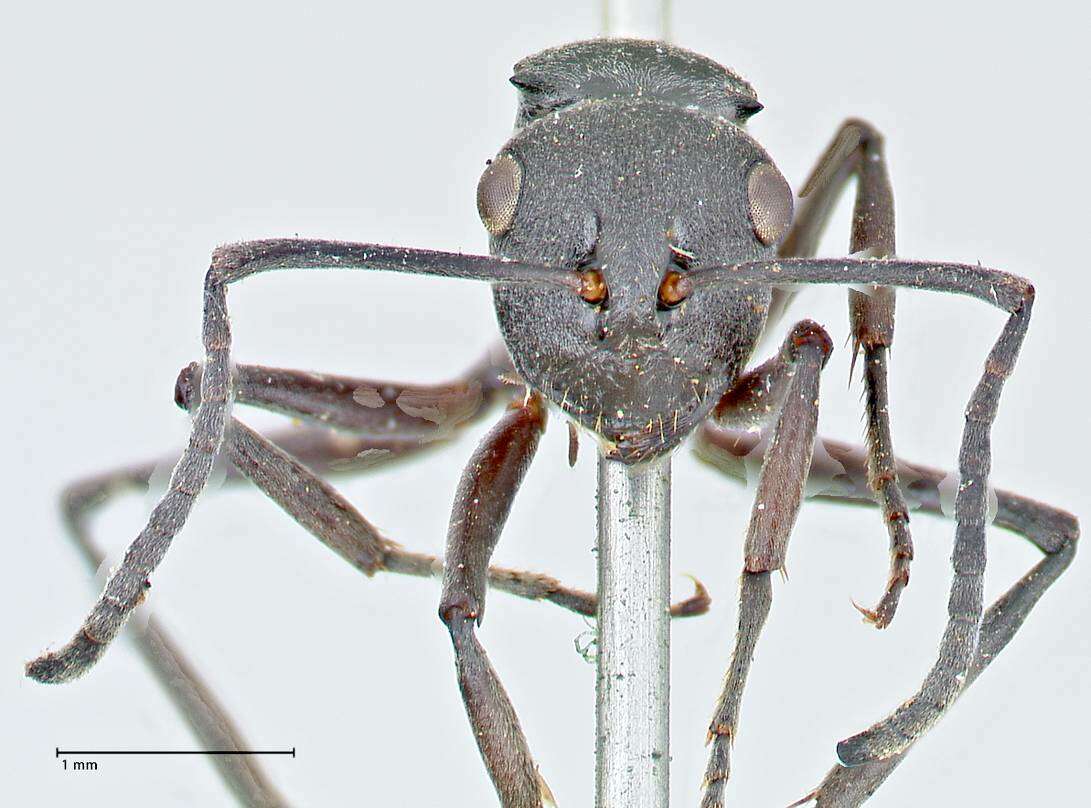 Image of Polyrhachis punctillata Roger 1863