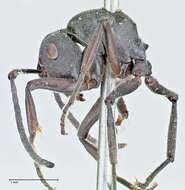 Image de Polyrhachis punctillata Roger 1863