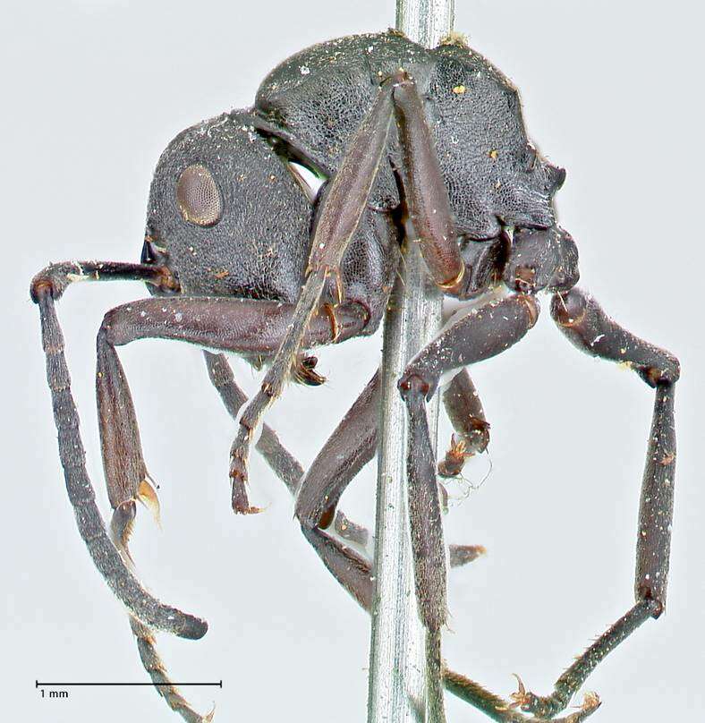 Image of Polyrhachis punctillata Roger 1863