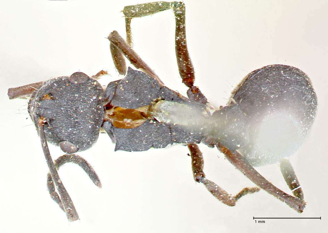 Image de Polyrhachis punctillata Roger 1863