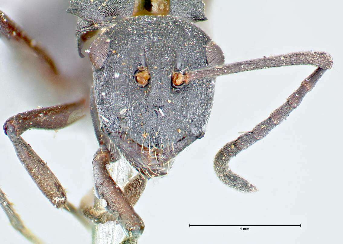 Image of Polyrhachis punctillata Roger 1863