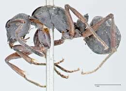 Image of Polyrhachis punctillata Roger 1863