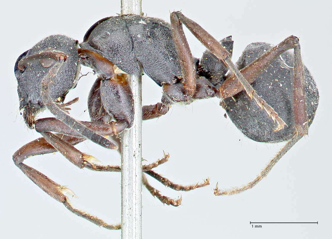 Image de Polyrhachis punctillata Roger 1863