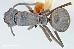 Plancia ëd Polyrhachis bakeri Viehmeyer 1916