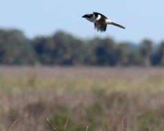 Image of Loggerhead Shrike