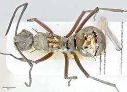 Image of Polyrhachis crassispinosa Viehmeyer 1914