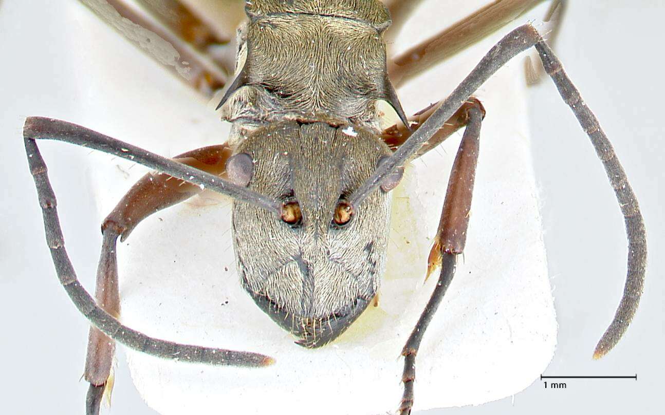 Image of Polyrhachis crassispinosa Viehmeyer 1914