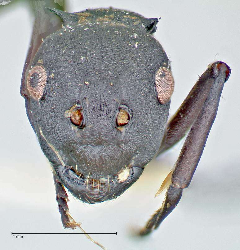 Image de Polyrhachis flavicornis Smith 1857