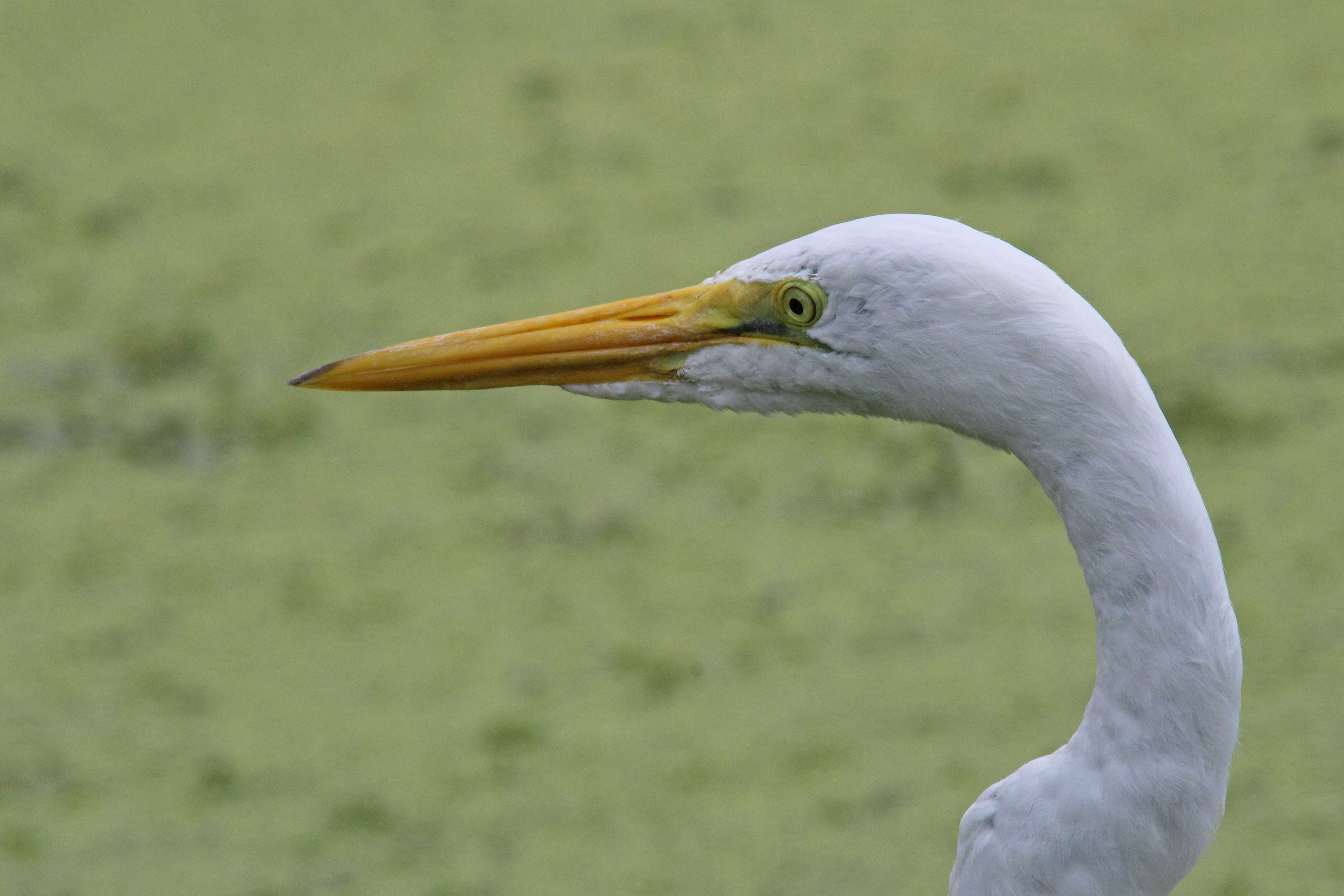 Image of Great Egret