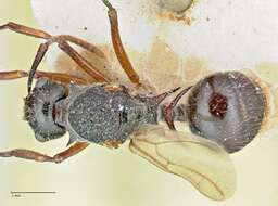 Image of Polyrhachis furcata Smith 1858