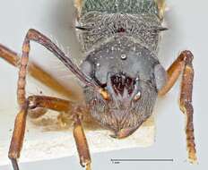 صورة Polyrhachis furcata Smith 1858