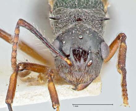 صورة Polyrhachis furcata Smith 1858