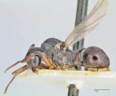 Image of Polyrhachis furcata Smith 1858