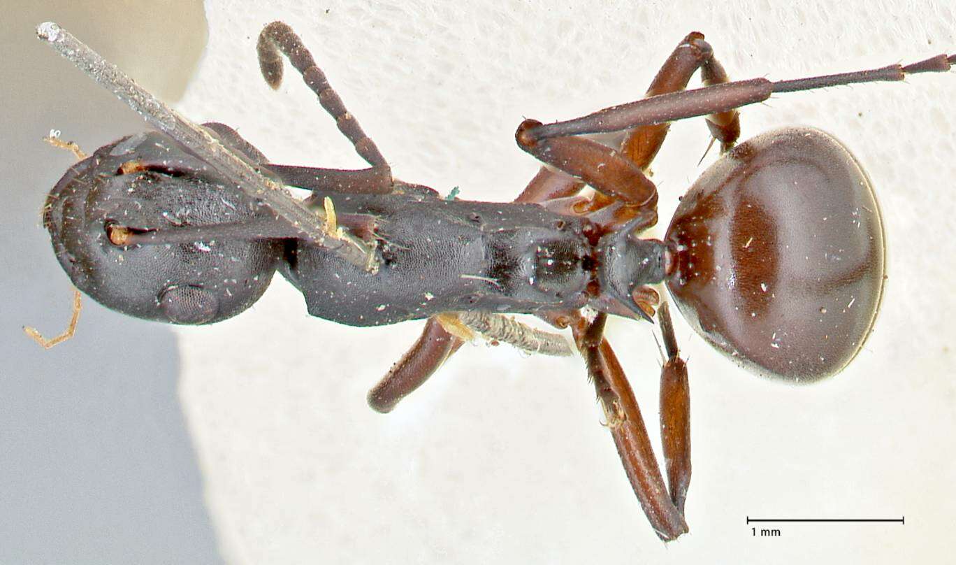 Image de Polyrhachis orpheus Forel 1911